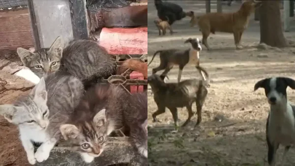 No los quiere abandonar: mujer se quedó en el Catatumbo con más de 60 mascotas