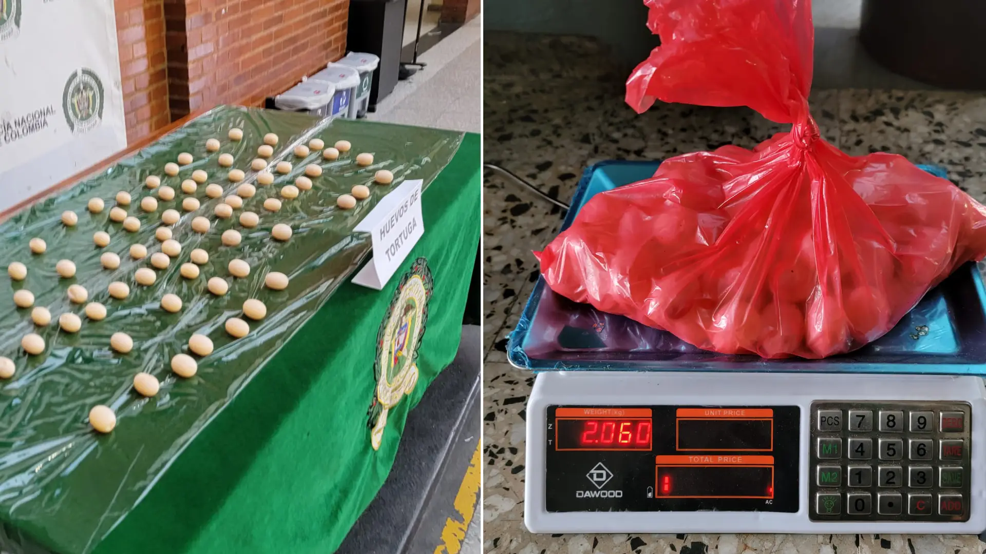 Hallan huevos de serpiente en El Dorado