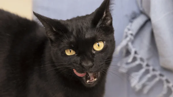 ¿Los gatos guardan rencor? Esto dicen los expertos acerca de sus emociones