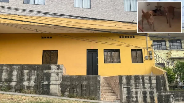 Denuncian abandono de más de 20 perros en una vivienda de Medellín: "ayuda urgente"