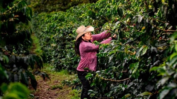 Gobierno anunció jornada de alivios financieros para los productores del Catatumbo Gobierno anunció jornada de alivios financieros para los productores del Catatumbo