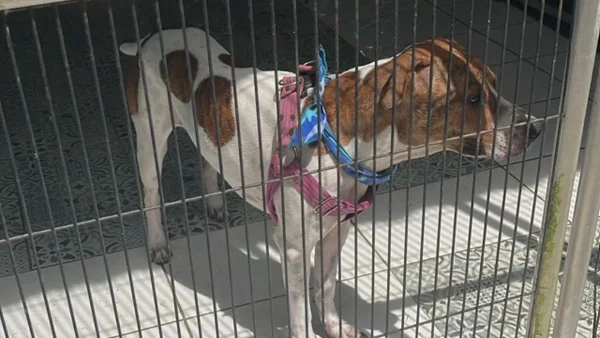 Denuncian brutal caso de maltrato animal en Sabaneta: paseadora fue captada en video Denuncian brutal caso de maltrato animal en Sabaneta: paseadora fue captada en video