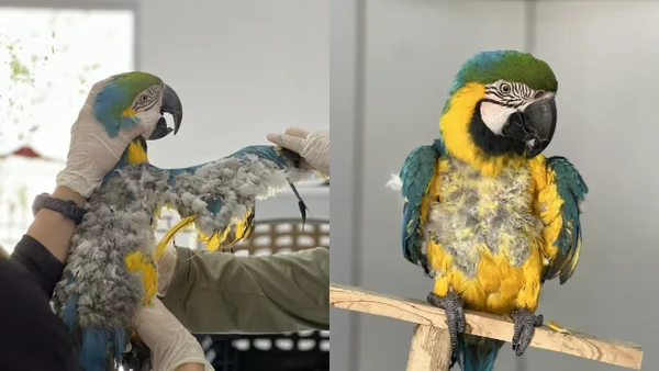 Una guacamaya que llevaba 15 años en cautiverio se arrancó sus plumas del estrés Una guacamaya que llevaba 15 años en cautiverio se arrancó sus plumas del estrés