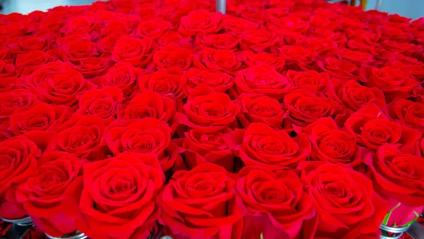 Estas son las expectativas de los floricultores tras tensión diplomática con Estados Unidos Estas son las expectativas de los floricultores tras tensión diplomática con Estados Unidos