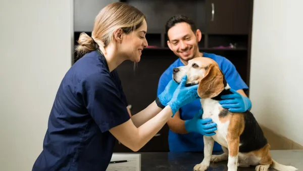 EPS para mascotas en Colombia: precios y beneficios de las opciones más populares