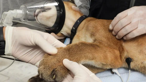 Puma bebé fue rescatado por un puesto de control en Antioquia: lo tenían como una mascota