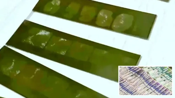 Descubren a banda que vendía bases de datos a criminales para extorsionar: así operaban Descubren a banda que vendía bases de datos a criminales para extorsionar: así operaban