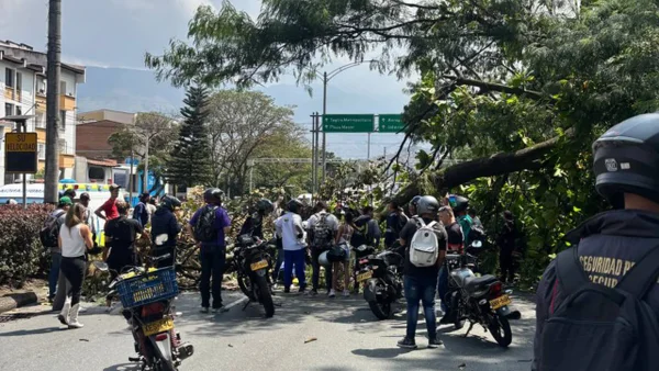 VIDEO | Árbol gigante cayó en plena avenida de Medellín dejando un muerto y varios heridos VIDEO | Árbol gigante cayó en plena avenida de Medellín dejando un muerto y varios heridos