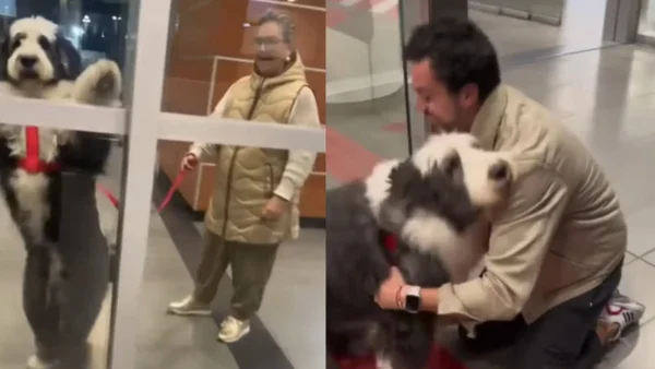 Perro ovejero esperó a su dueño en El Dorado tras varios meses separados: video viral