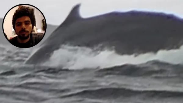 El estremecedor relato del hombre que fue tragado por una ballena en Chile: video