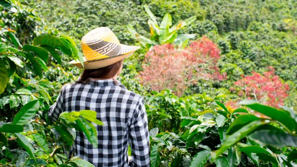 Gobierno lanzó programa para sustituir cultivos ilícitos en el Catatumbo