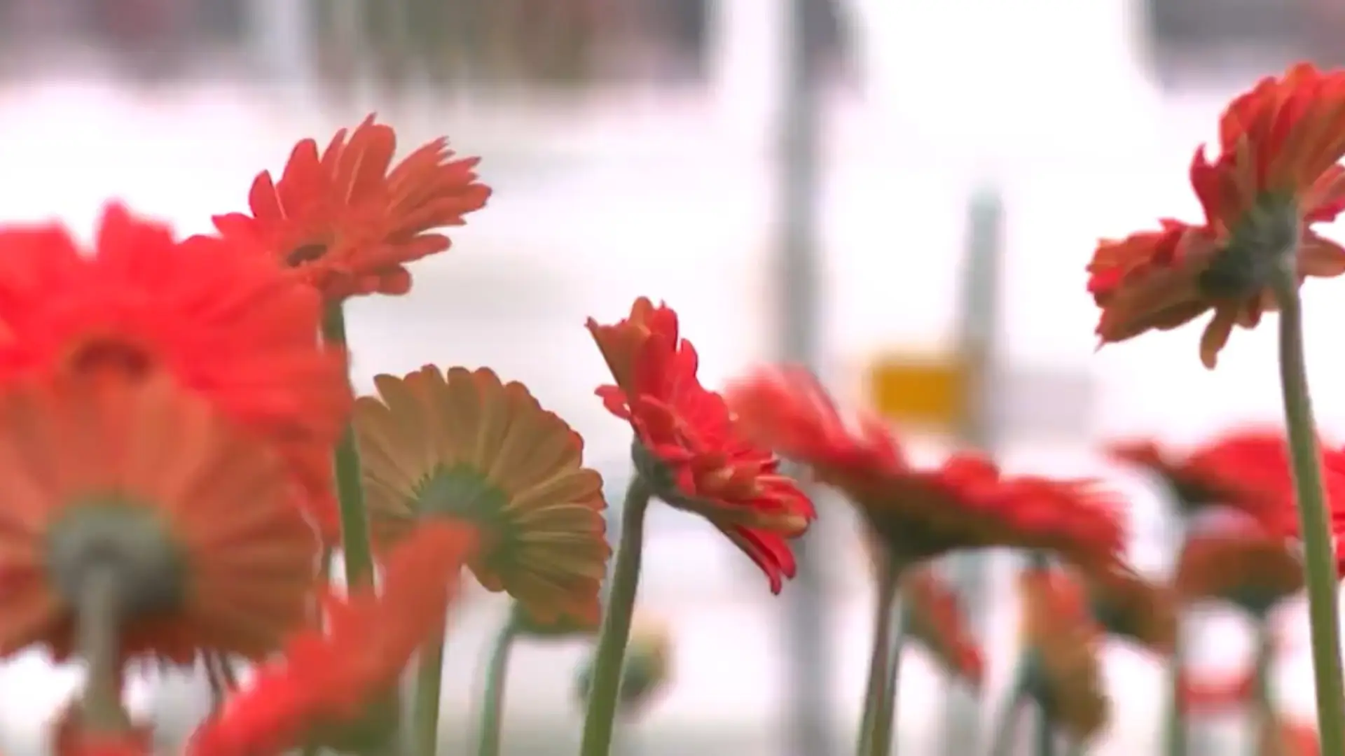 Exportación de flores en San Valentín