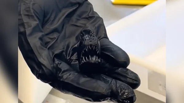 ¿Ya no es tan espeluznante? Revelan la verdad sobre el ‘pez diablo’ encontrado en España ¿Ya no es tan espeluznante? Revelan la verdad sobre el ‘pez diablo’ encontrado en España