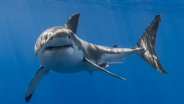 Turista canadiense perdió ambas manos luego de intentar tomarse una foto con un tiburón Turista canadiense perdió ambas manos luego de intentar tomarse una foto con un tiburón