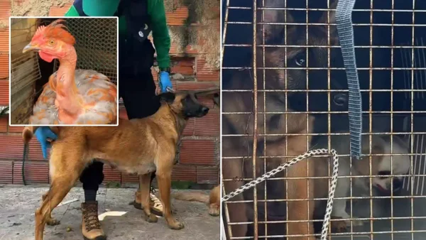 En Kennedy rescataron a 10 animales que estaban en presunto criadero