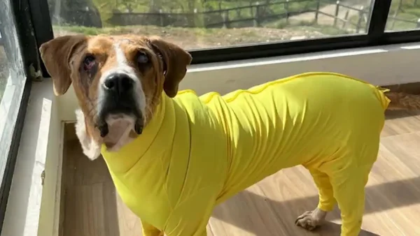 Abecé de la Ley Ángel: lo que debe saber del castigo con cárcel por maltrato animal