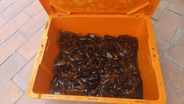 Hallan 192 cangrejos y 4 tortugas en Bogotá: los vendían en la calle y los usaban como decoración Hallan 192 cangrejos y 4 tortugas en Bogotá: los vendían en la calle y los usaban como decoración