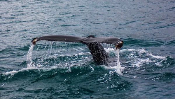 Aplicarán eutanasia a 157 falsas orcas que quedaron varadas en una playa: ¿por qué llegaron ahí? Aplicarán eutanasia a 157 falsas orcas que quedaron varadas en una playa: ¿por qué llegaron ahí?