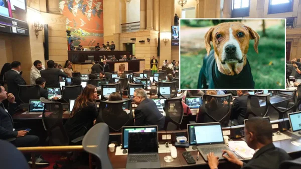 Ley Ángel, contra maltrato animal, fue aprobada por la plenaria de la Cámara