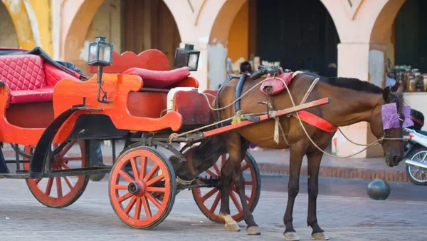 Procuraduría exige informe sobre cumplimiento de sentencia que protege a los caballos cocheros en Cartagena