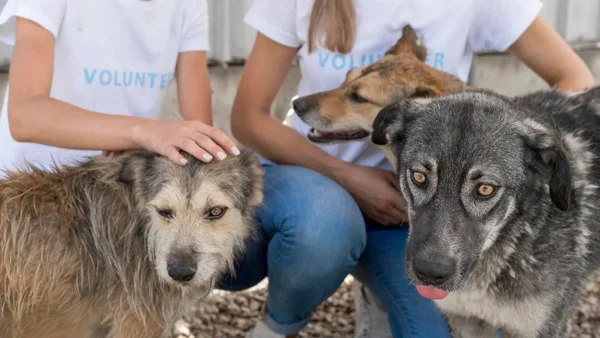 ‘Adopta a un invisible’ en Bogotá: ¿Cuándo y dónde es la jornada de perritos y gaticos con discapacidad?