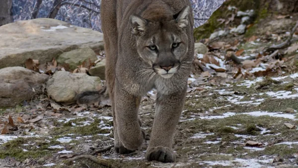 Emergencia en el Zoológico de Cali: Puma falleció luego de salir de su recinto