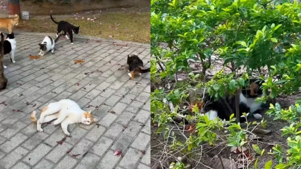 ¿Qué pasó con todos los gatos y perros que desaparecieron y rodeaban el estadio de Barranquilla?