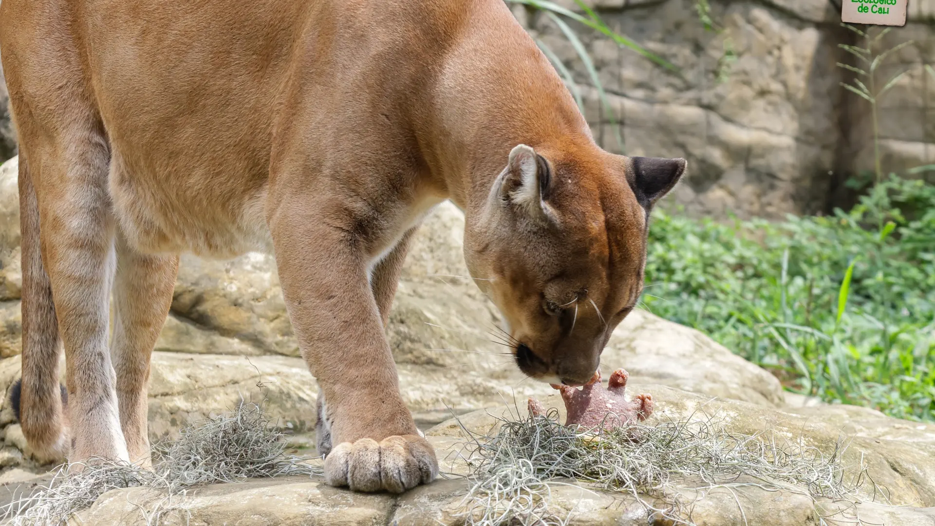Puma Zoológico de Cali