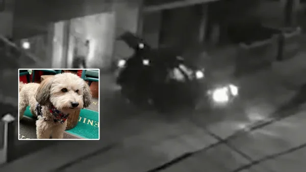 En video: a una pareja en Bogotá le robaron el carro y se llevaron a su mascota En video: a una pareja en Bogotá le robaron el carro y se llevaron a su mascota