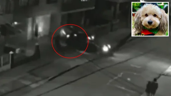 ¿Qué ha pasado con Milo, el perro que fue robado junto con una camioneta en Bogotá?