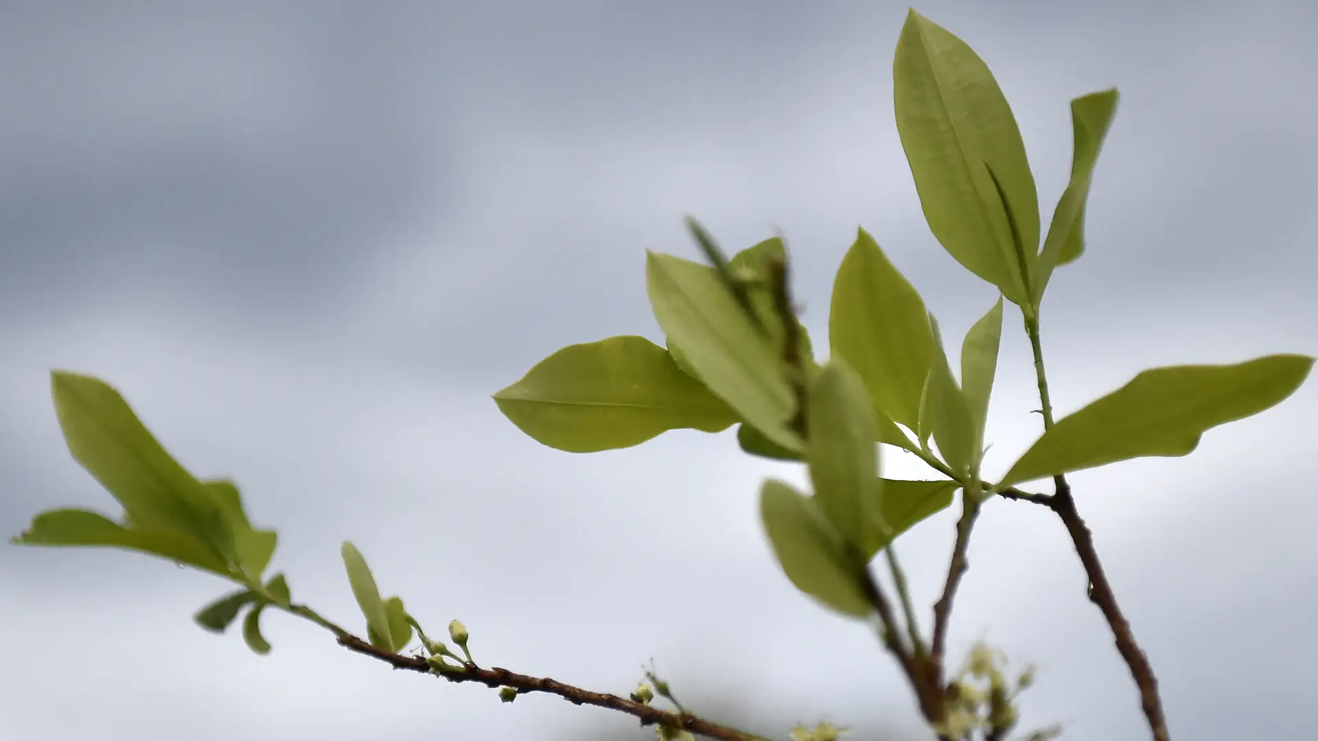 Cultivo de coca. Foto: AFP.
