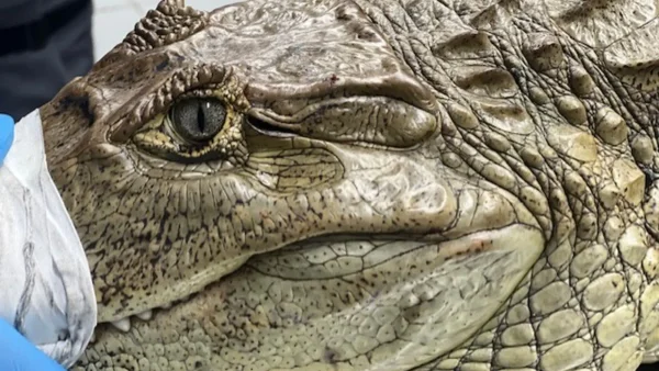 En fotos: la babilla que estaba en el patio de una casa en Cartago, Valle del Cauca