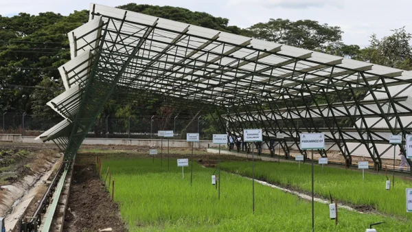 Federación de Arroceros pide limitar los cultivos de 2025