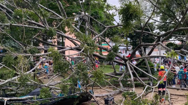 Alerta por caída de árboles en Medellín: emergencias han dejado un muerto y varios heridos Alerta por caída de árboles en Medellín: emergencias han dejado un muerto y varios heridos