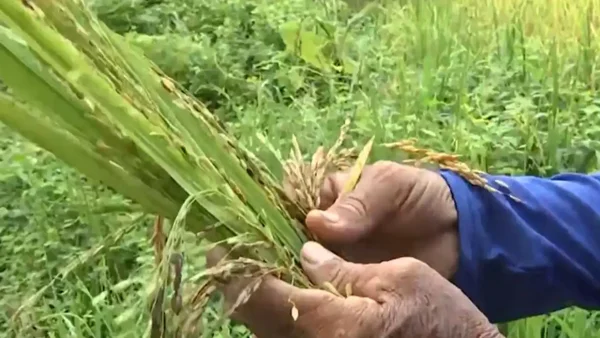 Arroceros piden cumplimiento de los acuerdos pactados con el Gobierno Nacional