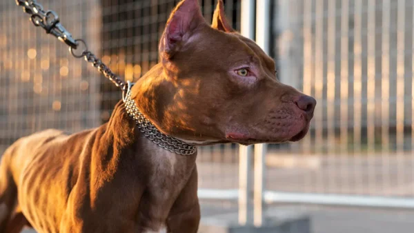 Hombre asegura que su perro accidentalmente le disparó mientras dormía en Estados Unidos