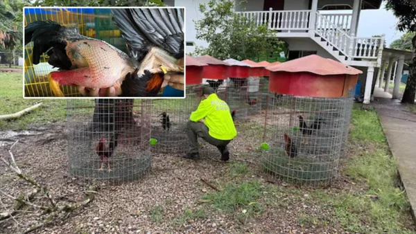 En Villavicencio incautaron 300 gallos de pelea en una finca de alias Toño, socio del Tren de Aragua En Villavicencio incautaron 300 gallos de pelea en una finca de alias Toño, socio del Tren de Aragua