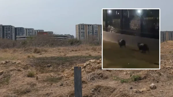 ¿Qué se sabe sobre los chigüiros grabados adentro de un conjunto en Barranquilla?