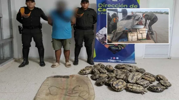 La Policía rescató a 65 tortugas hicoteas en Bolívar: las tenían para consumo humano