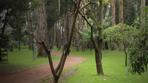 Los siete bosques urbanos que hay en Bogotá: así puede conocerlos