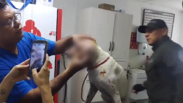 Un perrito fue brutalmente agredido en Barranquilla: le habrían tirado agua caliente Un perrito fue brutalmente agredido en Barranquilla: le habrían tirado agua caliente