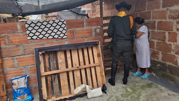 Golpeaban perros con un palo en un supuesto refugio: así los rescataron tras una denuncia en Medellín