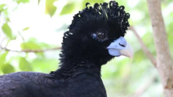 El tesoro de la biodiversidad en el Caribe: así es el Aviario Nacional de Cartagena