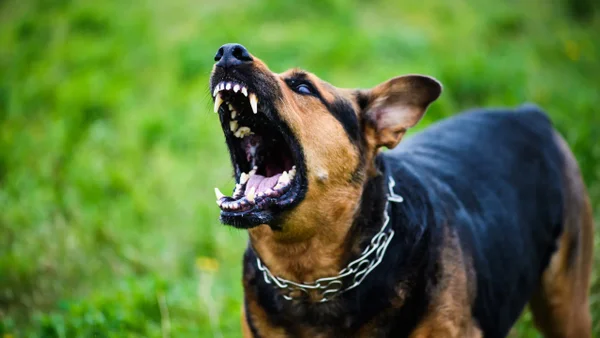 Joven perdió sus brazos y orejas tras ser víctima de violento ataque de perros en Bogotá