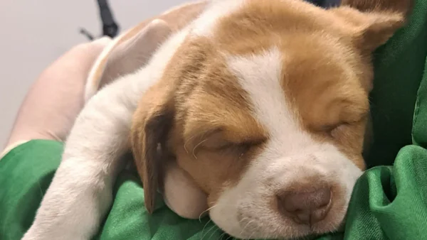 Hombre abandonó a una perrita con serias complicaciones de salud en un baño del aeropuerto El Dorado Hombre abandonó a una perrita con serias complicaciones de salud en un baño del aeropuerto El Dorado