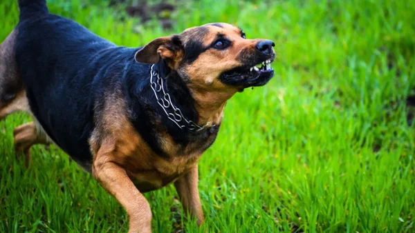 ¿Qué pasará con los perros que provocaron que un joven perdiera sus brazos y orejas en Bogotá?
