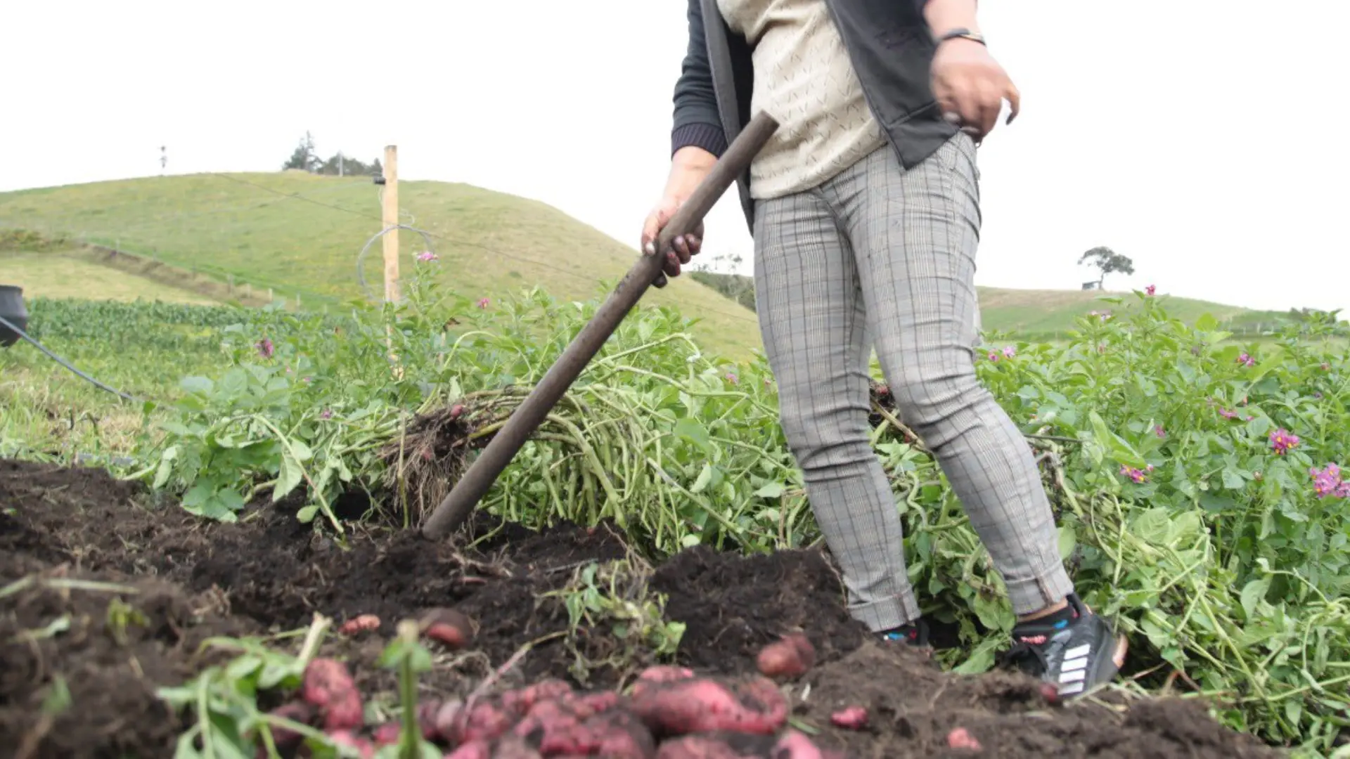 Campesinos y agricultores colombianos