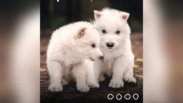 Compañía estadounidense logró revivir a una especie extinta hace 10.000 años