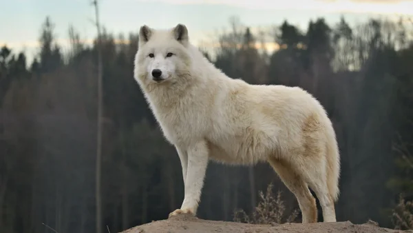 "Puede ser peligroso": internautas reaccionan al experimento que revivió a una raza de lobos prehistórica