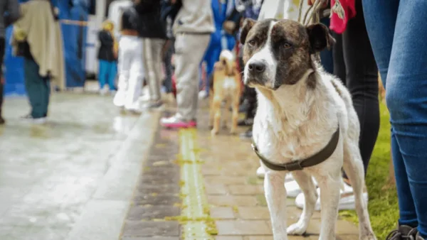 Esta es la guía para viajar con su mascota desde cualquier Terminal de Transporte de Bogotá